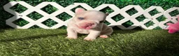 French Bulldog dogs for sale: French Bulldog 2 - Ad 2