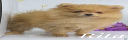 Pomeranian dogs for sale: Rita Champion Sired & has 1.5 blue eyes! - Ad 1