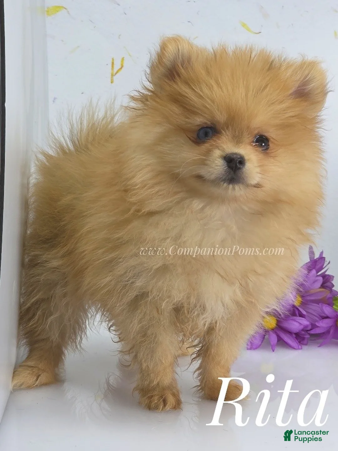 Pomeranian dogs for sale: Rita Champion Sired & has 1.5 blue eyes! - Ad 1