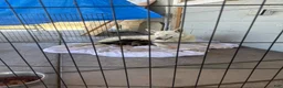 German Shepherd dogs for sale: German Shepherd 1 - Ad 4