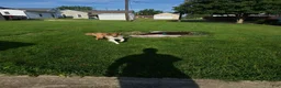 Collie dogs for sale: Tinkerbell - Ad 8