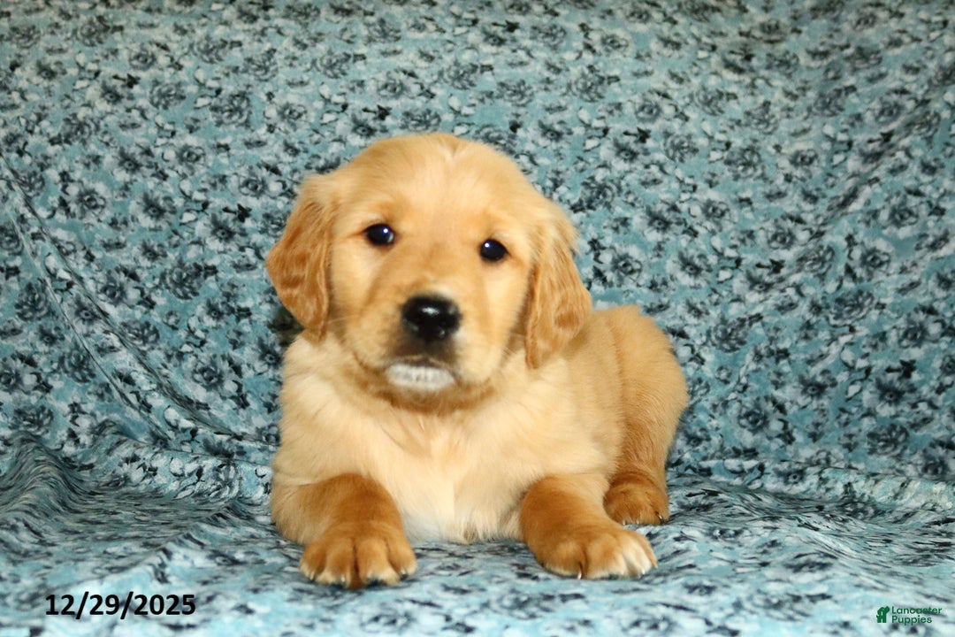 Golden Retriever dogs for sale: Hope - Ad 5
