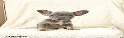 French Bulldog dogs for sale: Bella   - Ad 1