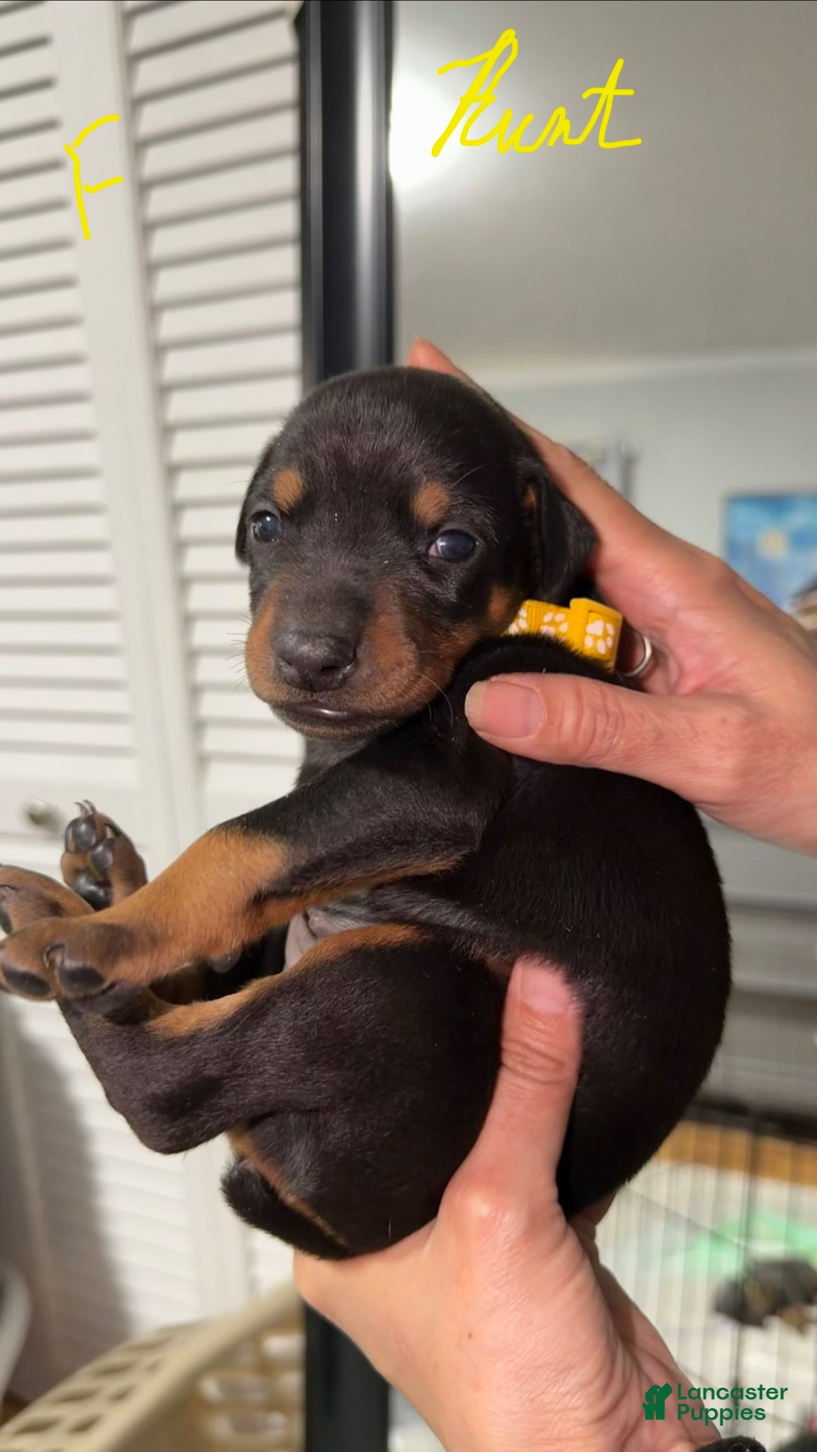 Doberman Pinscher dogs Doberman Pinscher Puppy 3 - Ad 1