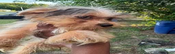 Yorkshire Terrier dogs for sale: Yorkshire Terrier 1 - Ad 1