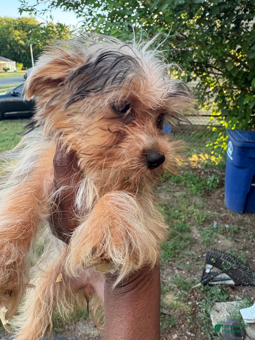 Yorkshire Terrier dogs for sale: Yorkshire Terrier 1 - Ad 1