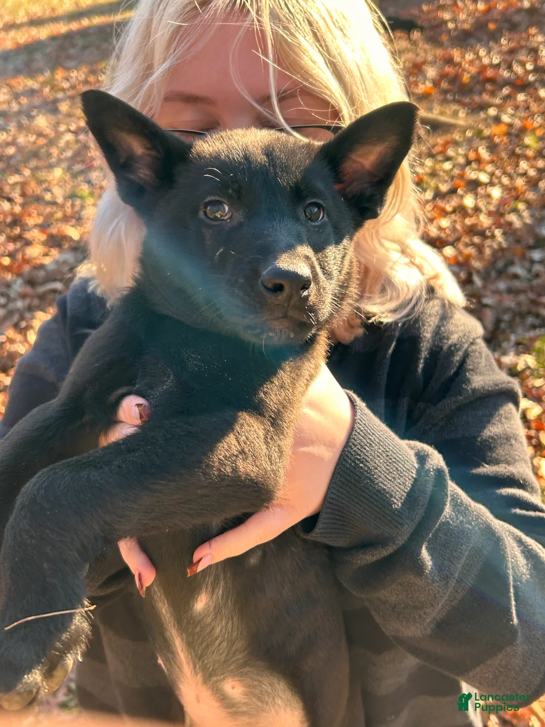 Belgian Malinois dogs for sale: Leonard - Ad 2