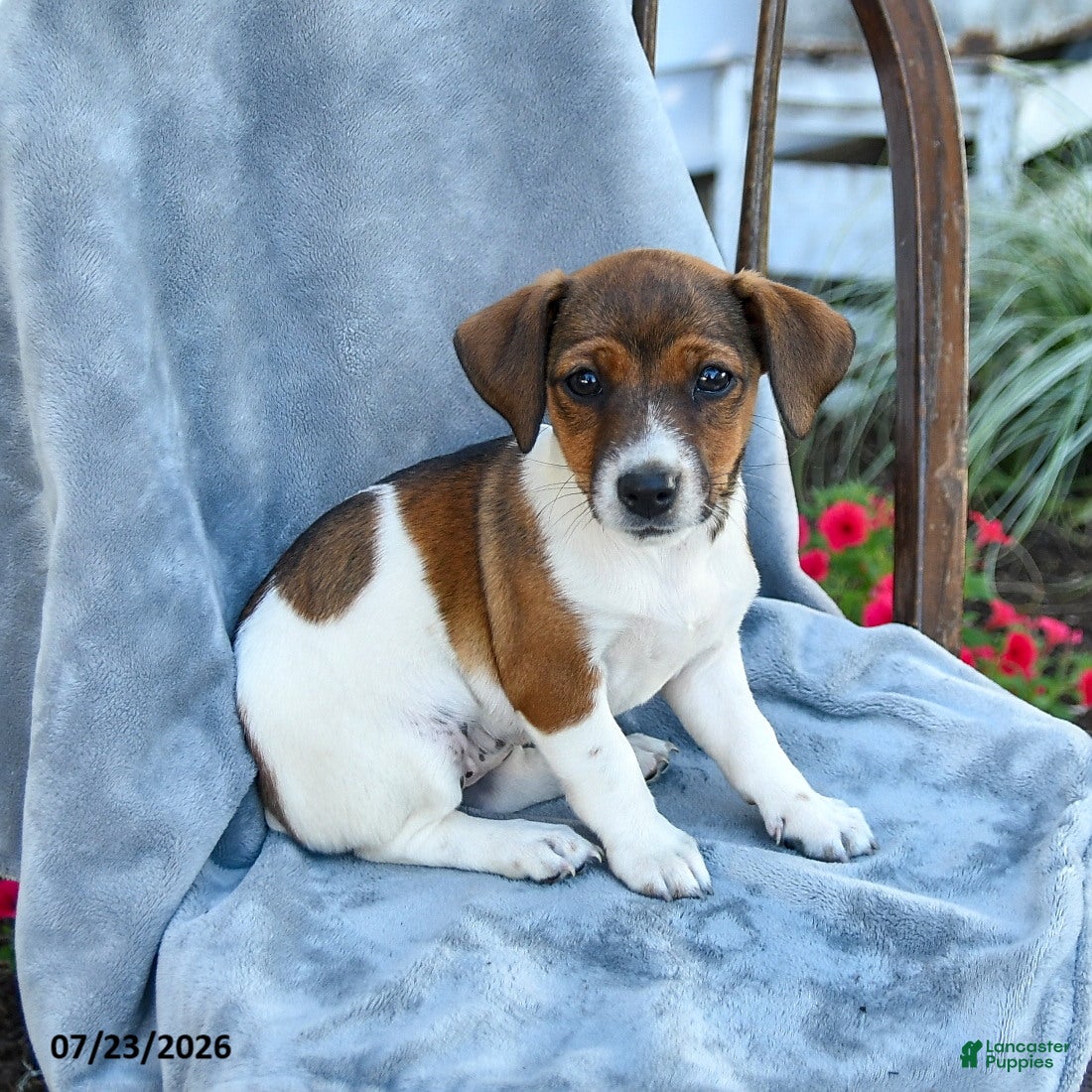 Jack Russell Terrier dogs for sale: Norah - Ad 3