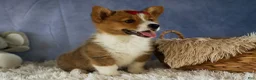 Welsh Corgi Pembroke dogs for sale: Legend  - Ad 14