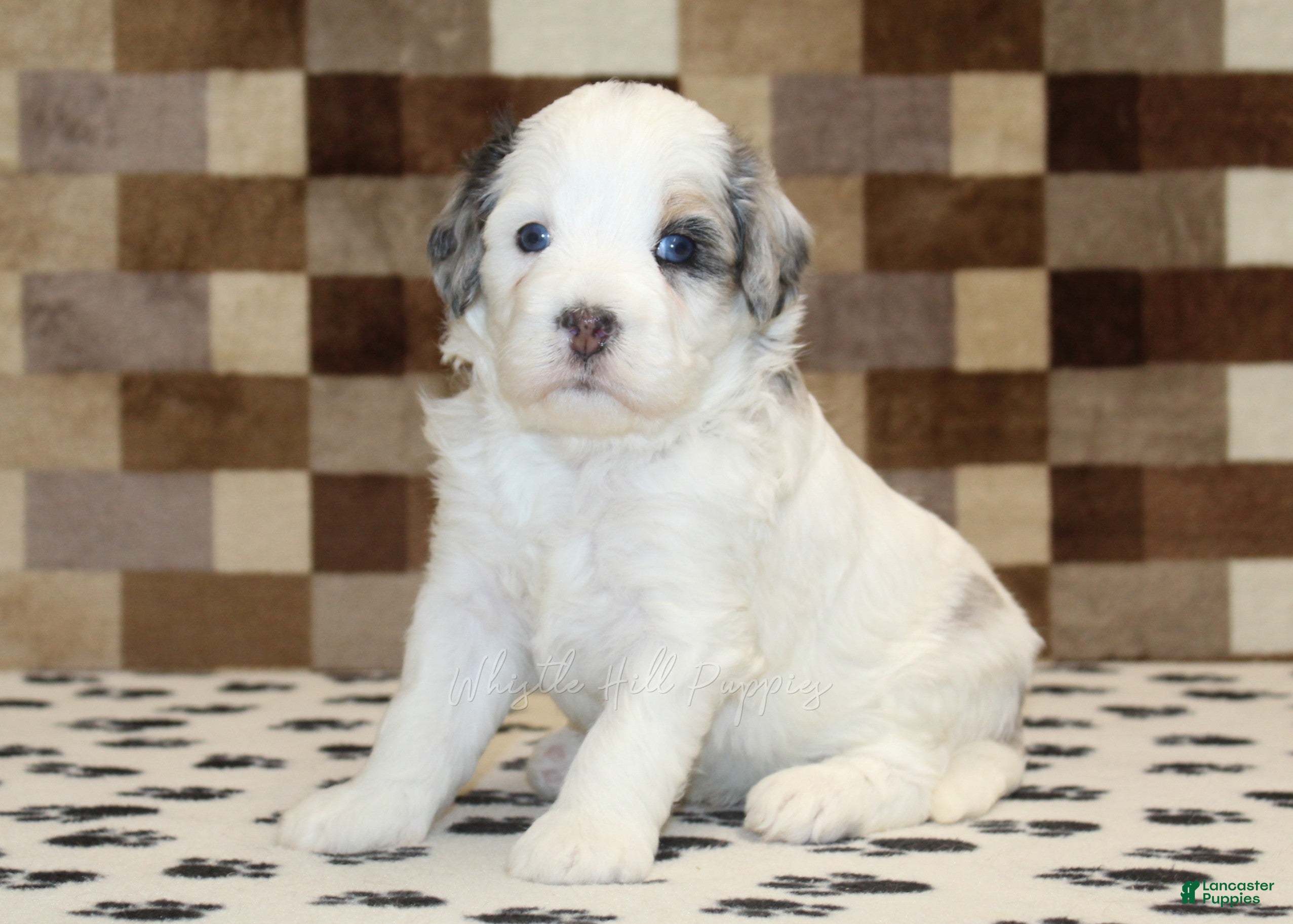 Mini Bernedoodle dogs Alvin - Ad 1