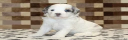 Mini Bernedoodle dogs for sale: Alvin - Ad 1