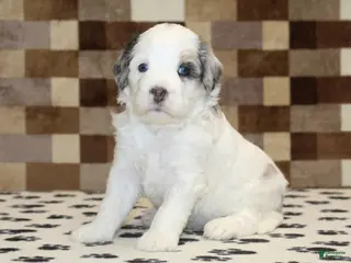 Mini Bernedoodle dogs for sale: Alvin - Ad 1