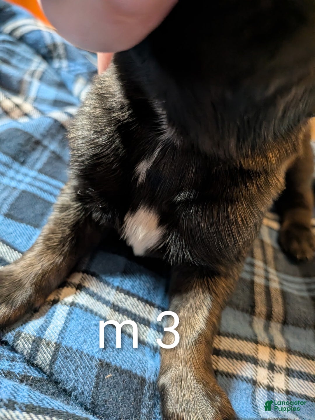 Belgian Malinois dogs for sale: Belgian Malinois Puppy 3 - Ad 3