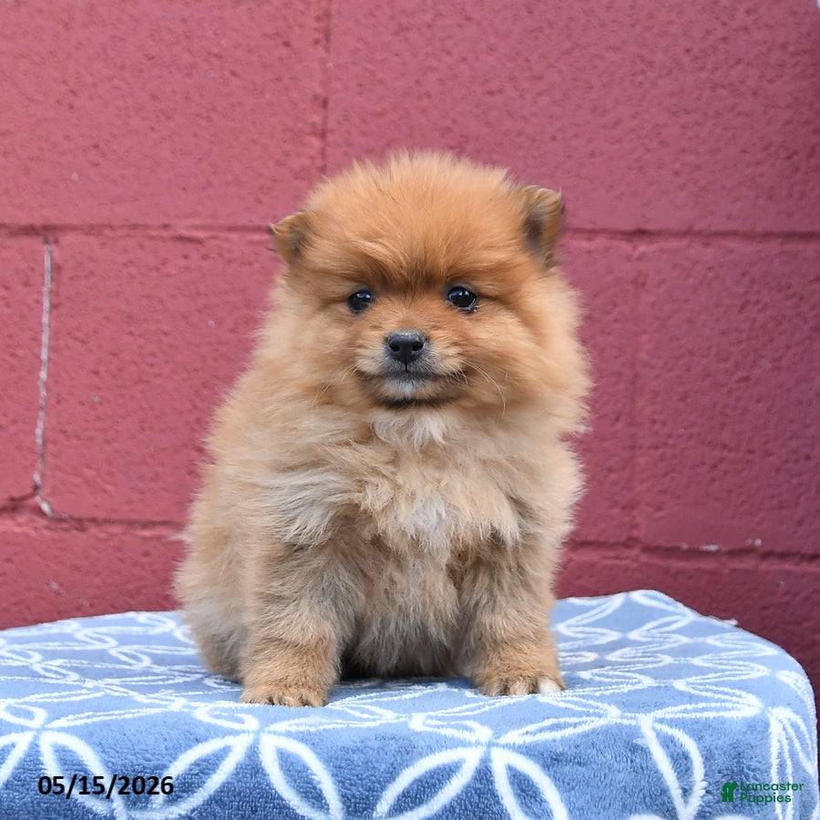 Pomeranian dogs Nellie - Ad 2