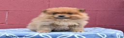 Pomeranian dogs for sale: Nellie - Ad 2