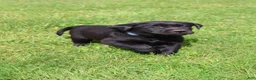 Labrador Retriever dogs for sale: Cedar - Ad 2
