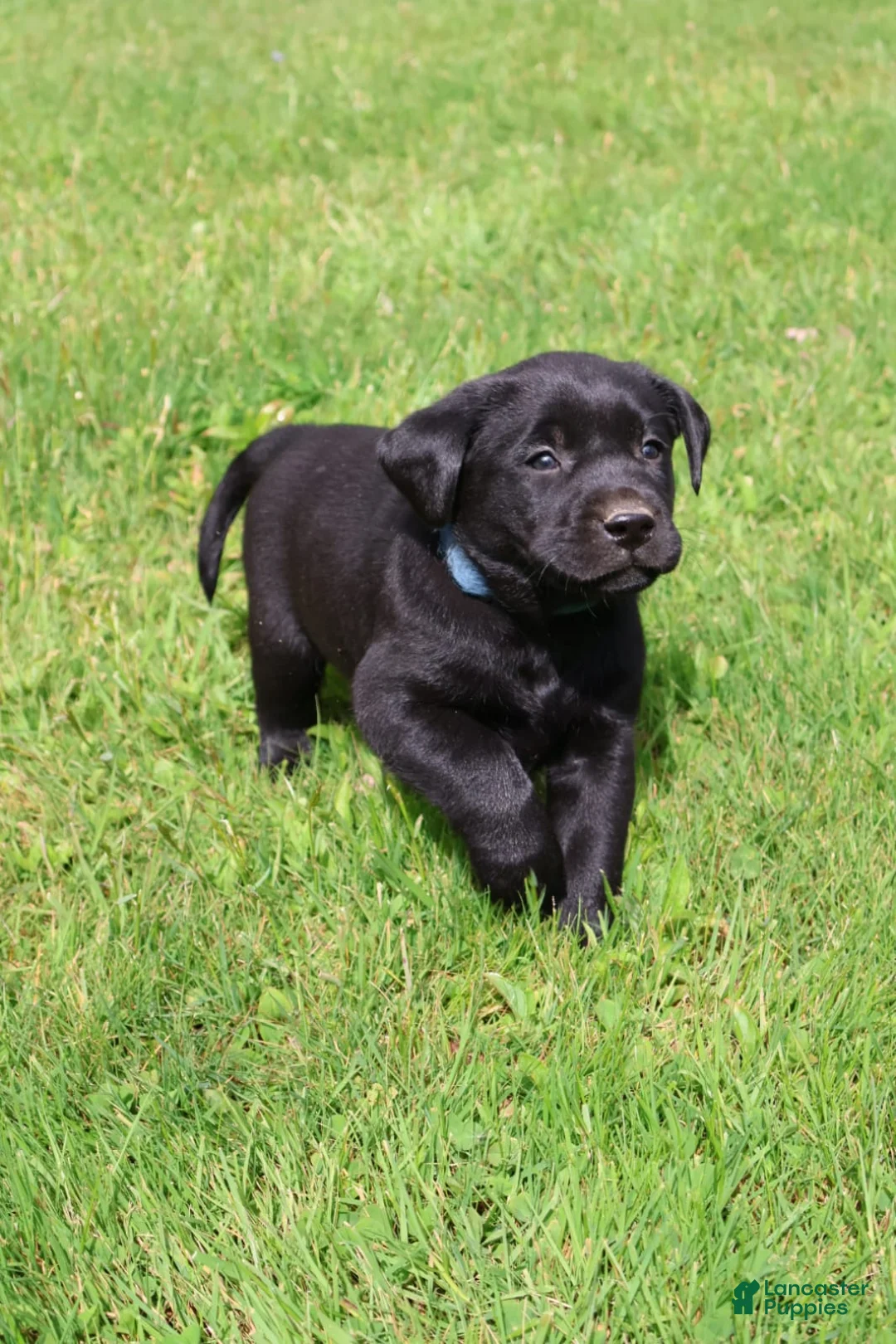 Labrador Retriever dogs for sale: Cedar - Ad 2