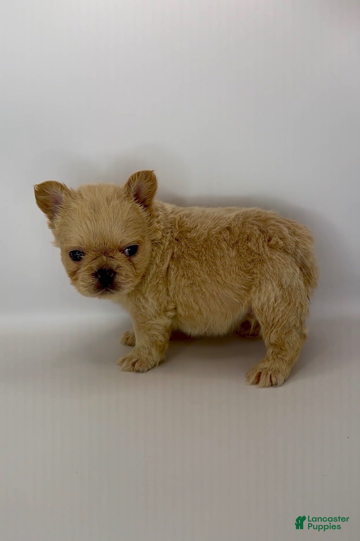 French Bulldog dogs French Bulldog 1 - Ad 1