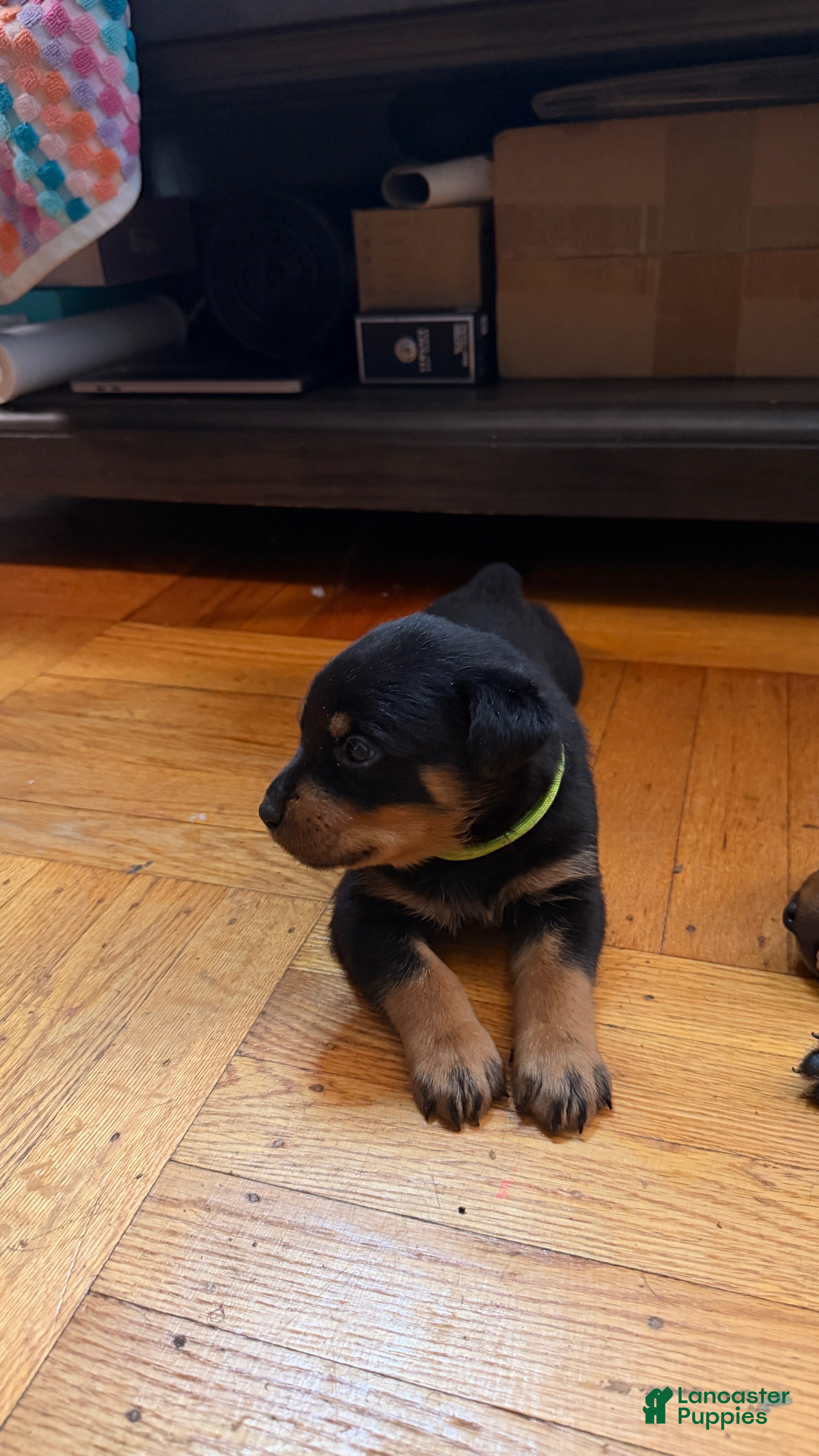 Rottweiler dogs Milo - Ad 8