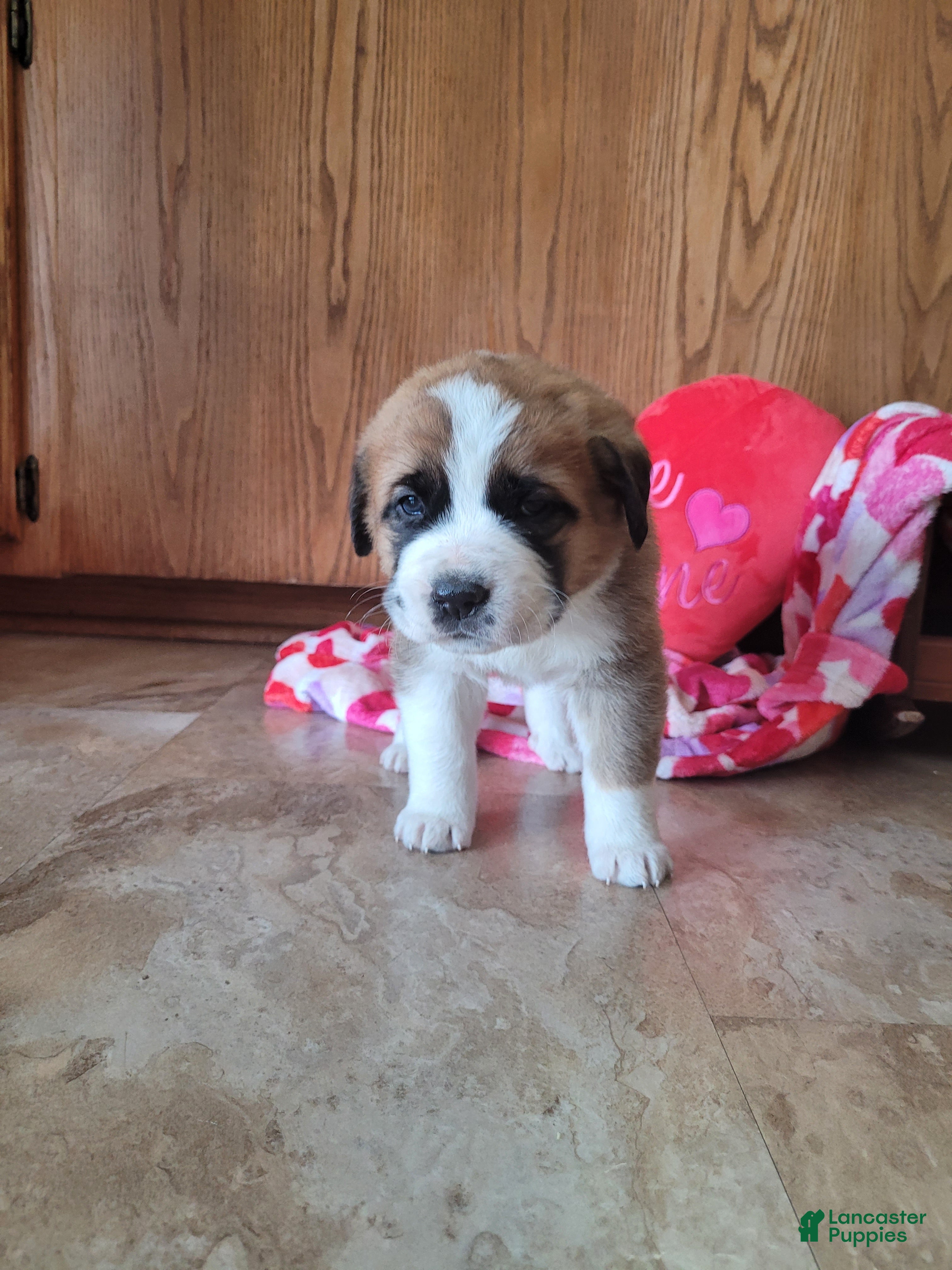 Saint Bernard dogs Bella - Ad 3