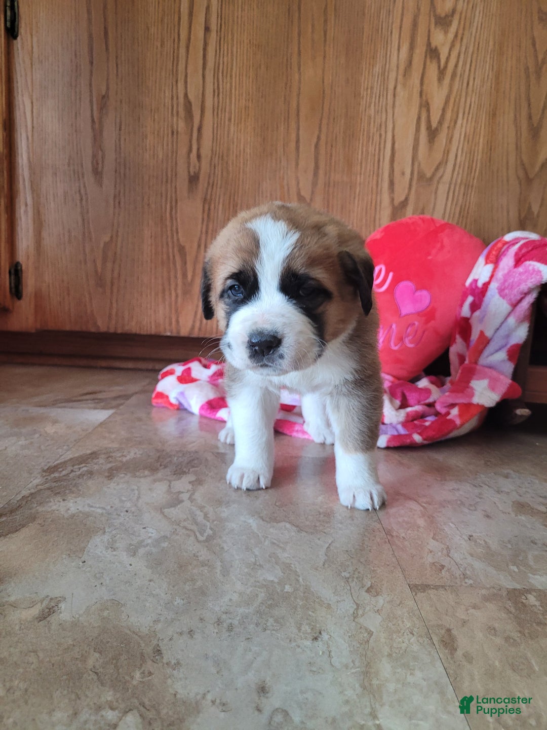 Saint Bernard dogs for sale: Bella - Ad 1
