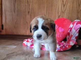 Saint Bernard dogs Bella - Ad 3