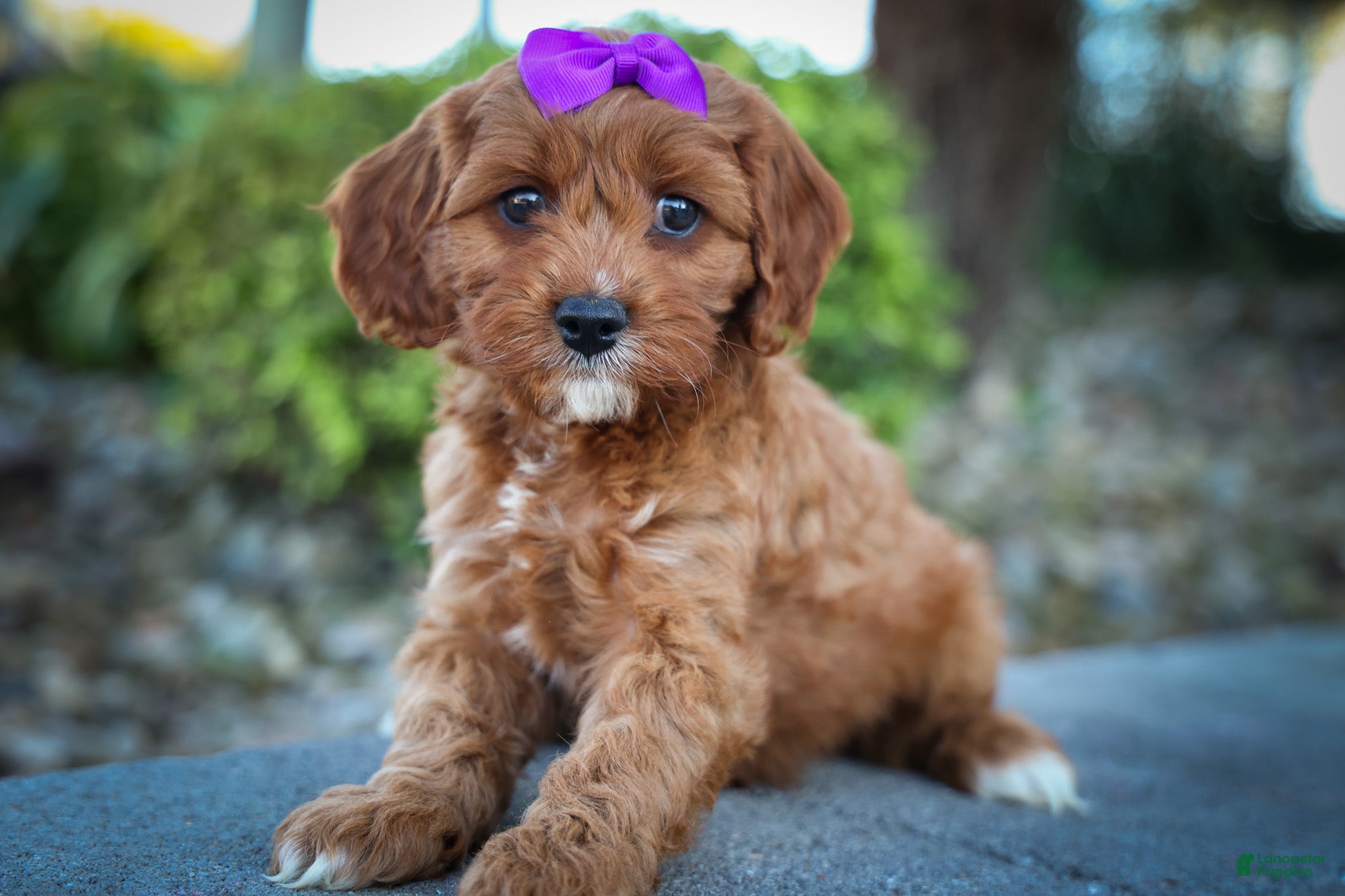Cavapoo dogs RUSTY - Ad 1