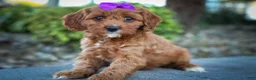 Cavapoo dogs for sale: RUSTY - Ad 1
