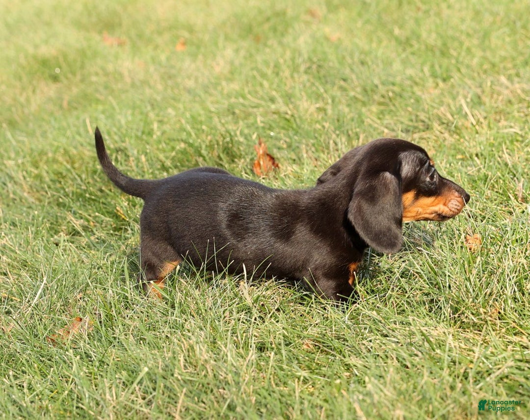 Miniature Dachshund dogs for sale: Izzy - Ad 8