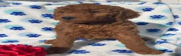 Mini Goldendoodle dogs for sale: Pearl - Ad 3