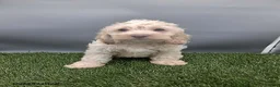 Cockapoo dogs for sale: Angie - Ad 7