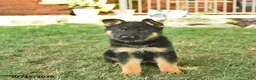 German Shepherd dogs for sale: Tank  - Ad 2