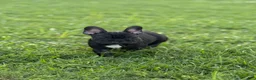 French Bulldog dogs for sale: Weller - Ad 1