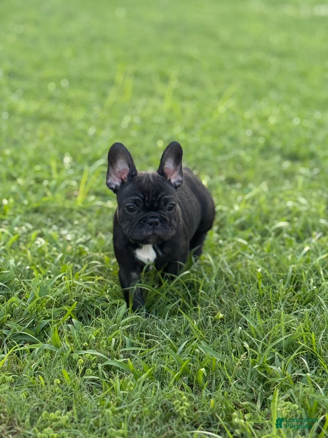 French Bulldog dogs for sale: Weller - Ad 1