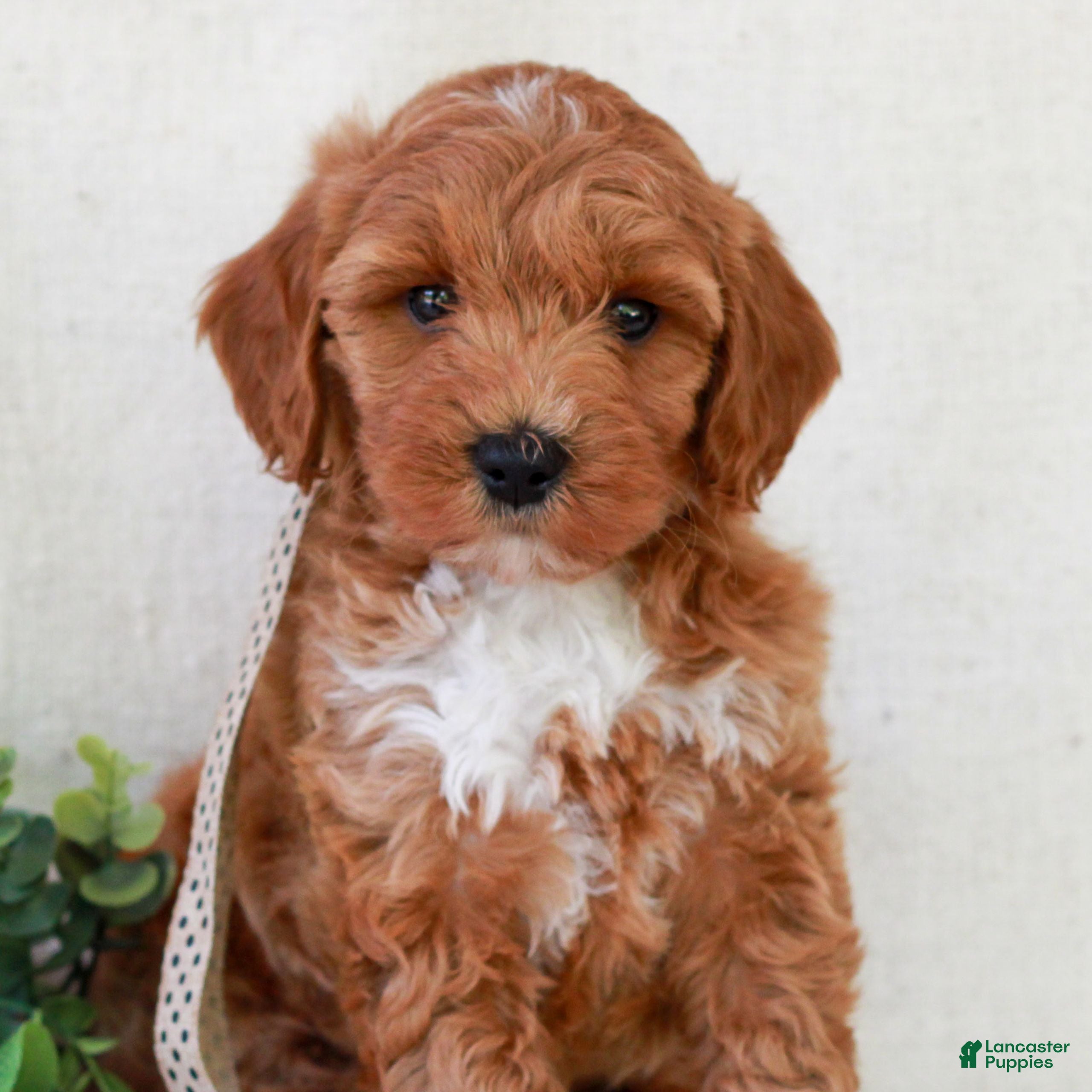Mini Goldendoodle dogs for sale: Kasey  - Ad 1