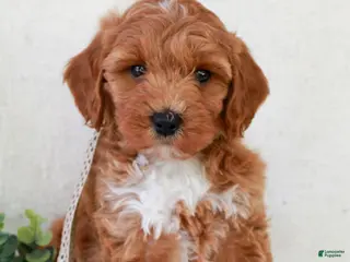 Mini Goldendoodle dogs for sale: Kasey - Ad 1