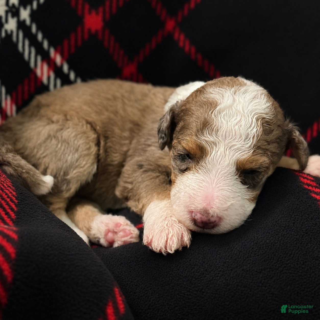 Bernedoodle dogs Moon - Ad 2