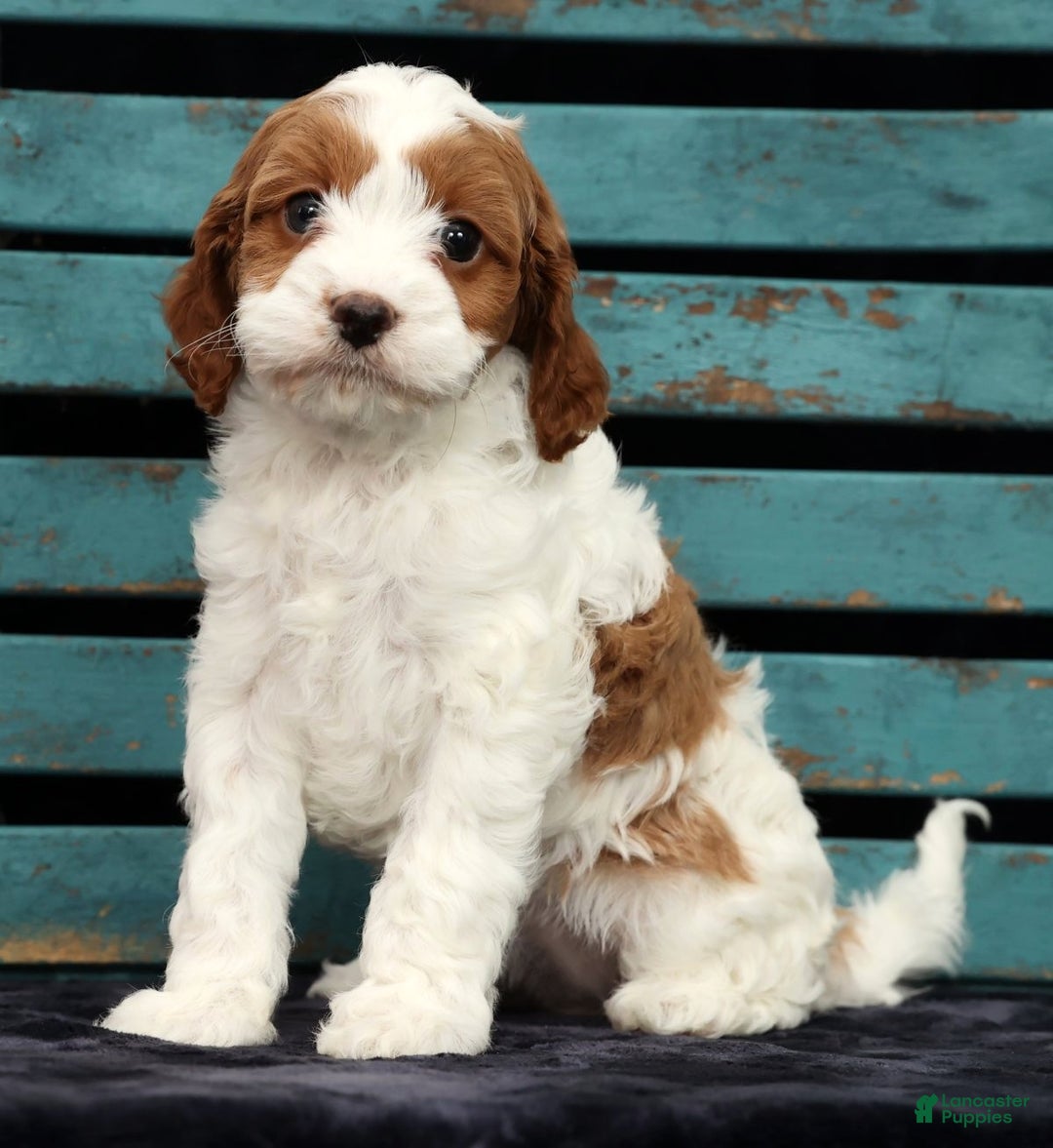Cavapoo dogs for sale: Sasha - Ad 7