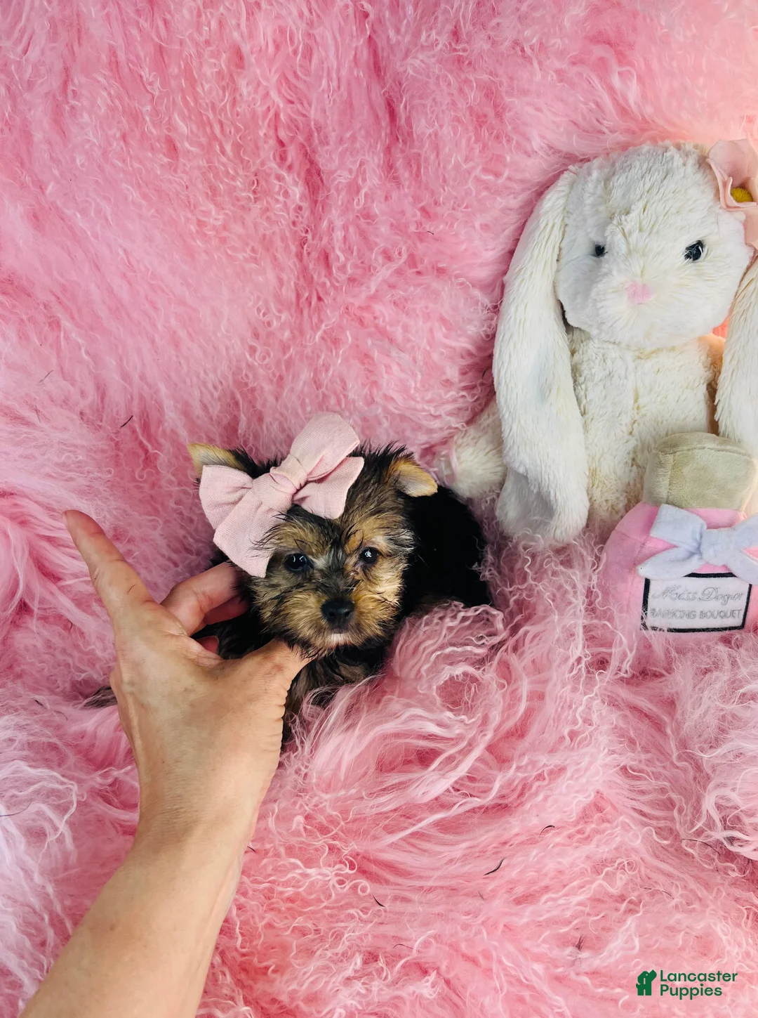 Yorkshire Terrier dogs for sale: Yorkshire Terrier 1 - Ad 2