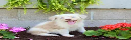 Australian Shepherd dogs for sale: Treva - Ad 4