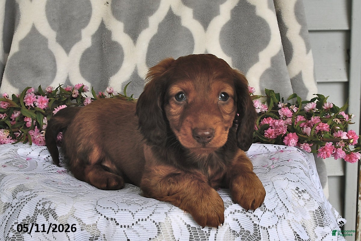 Miniature Dachshund dogs Randy - Ad 2