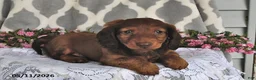 Miniature Dachshund dogs for sale: Randy - Ad 2