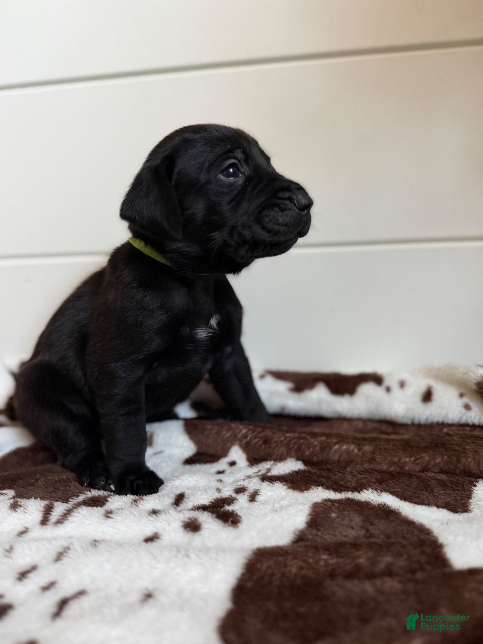 Mixed Breed dogs Mixed Breed 4 - Ad 8