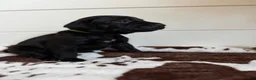 Mixed Breed dogs for sale: Mixed Breed 4 - Ad 1