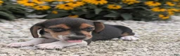Beagle dogs for sale: Muffin - Ad 6