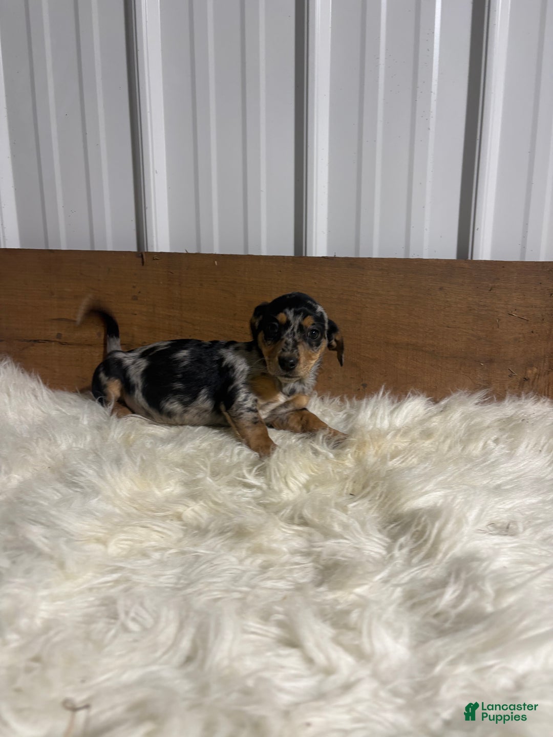 Mixed Breed dogs for sale: Mixed Breed Puppy 3 - Ad 3