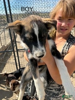 Mixed Breed dogs for sale: Boy 2 - Ad 27