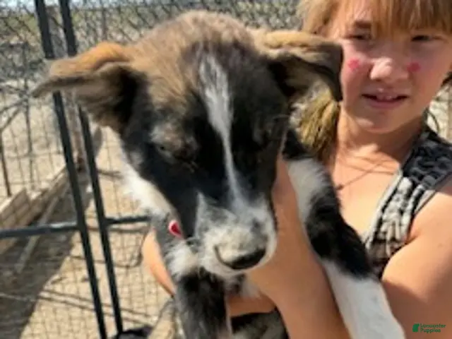 Mixed Breed dogs for sale: Boy 2 - Ad 27