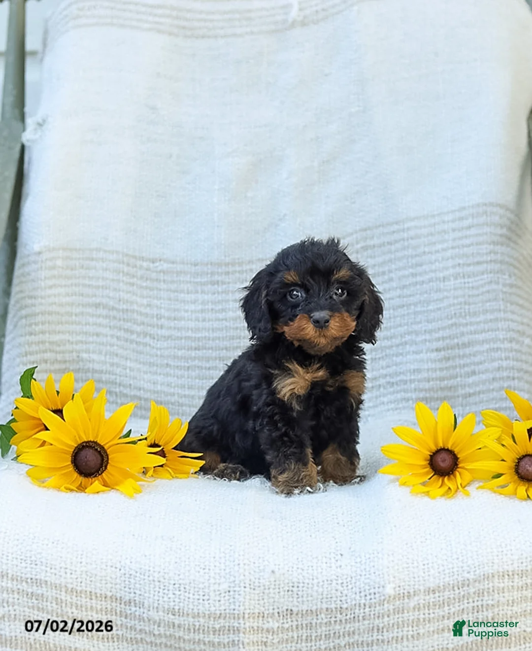 Cavapoo dogs for sale: Kelby - Ad 2
