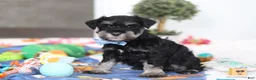 Miniature Schnauzer dogs for sale: Dylan - Ad 5